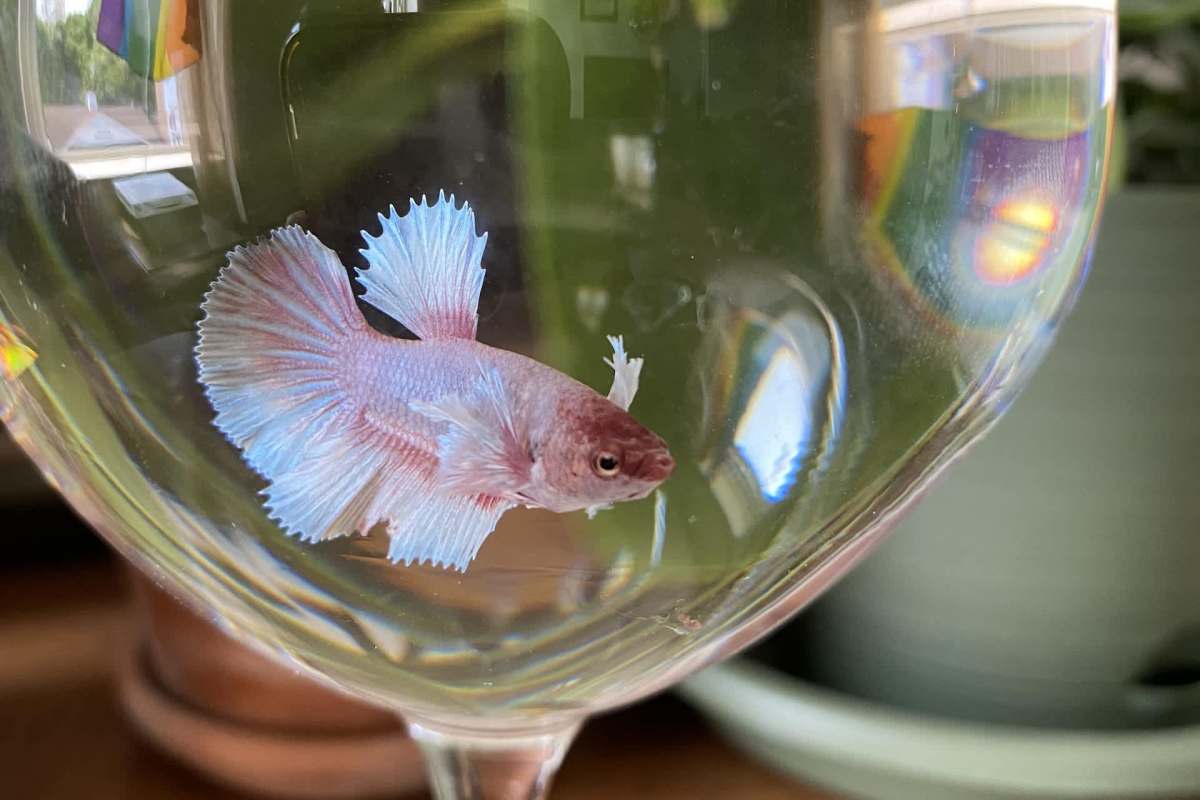 A pink betta fish swims inside a clear glass, reflecting light and colorful surroundings.