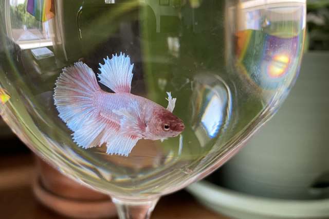 A pink betta fish swims inside a clear glass, reflecting light and colorful surroundings.