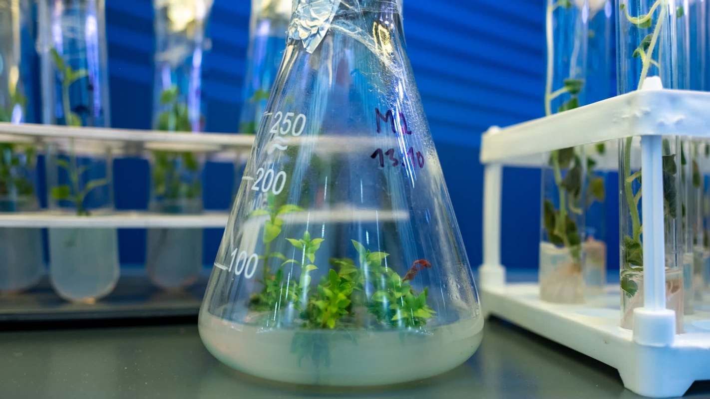 A conical flask with green plants growing in a nutrient solution, surrounded by test tubes in a laboratory setting.