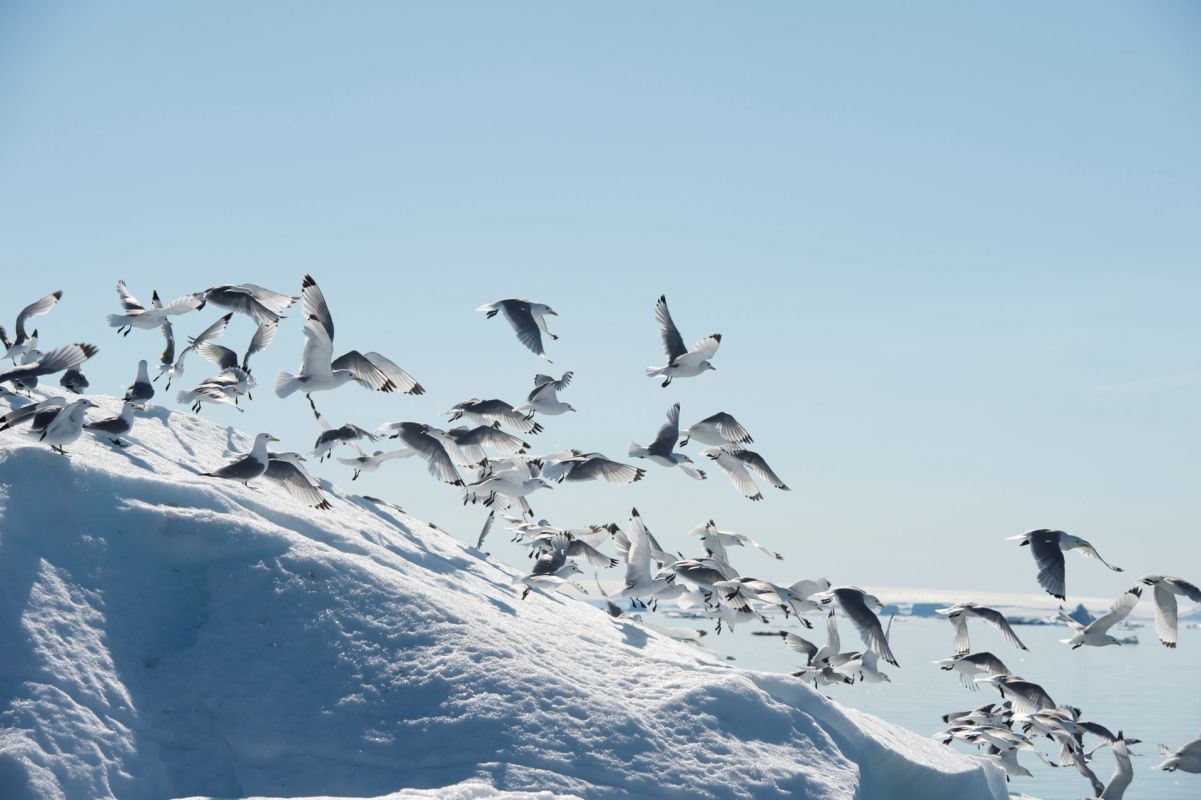 Birds at the North Pole.