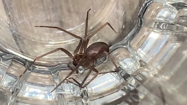 A brown spider with long legs is positioned inside a clear glass container.