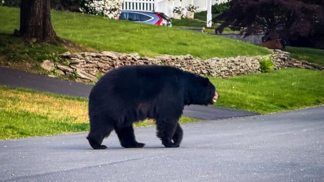 A black bear walking along a residential street bordered by grass and a stone wall.