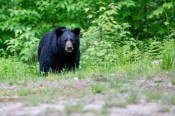 A black bear stands on a grassy area, surrounded by lush green foliage.