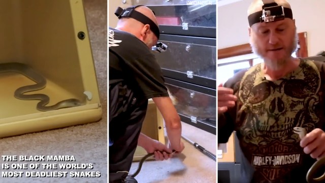 A person handling a black mamba snake inside a reptile enclosure.