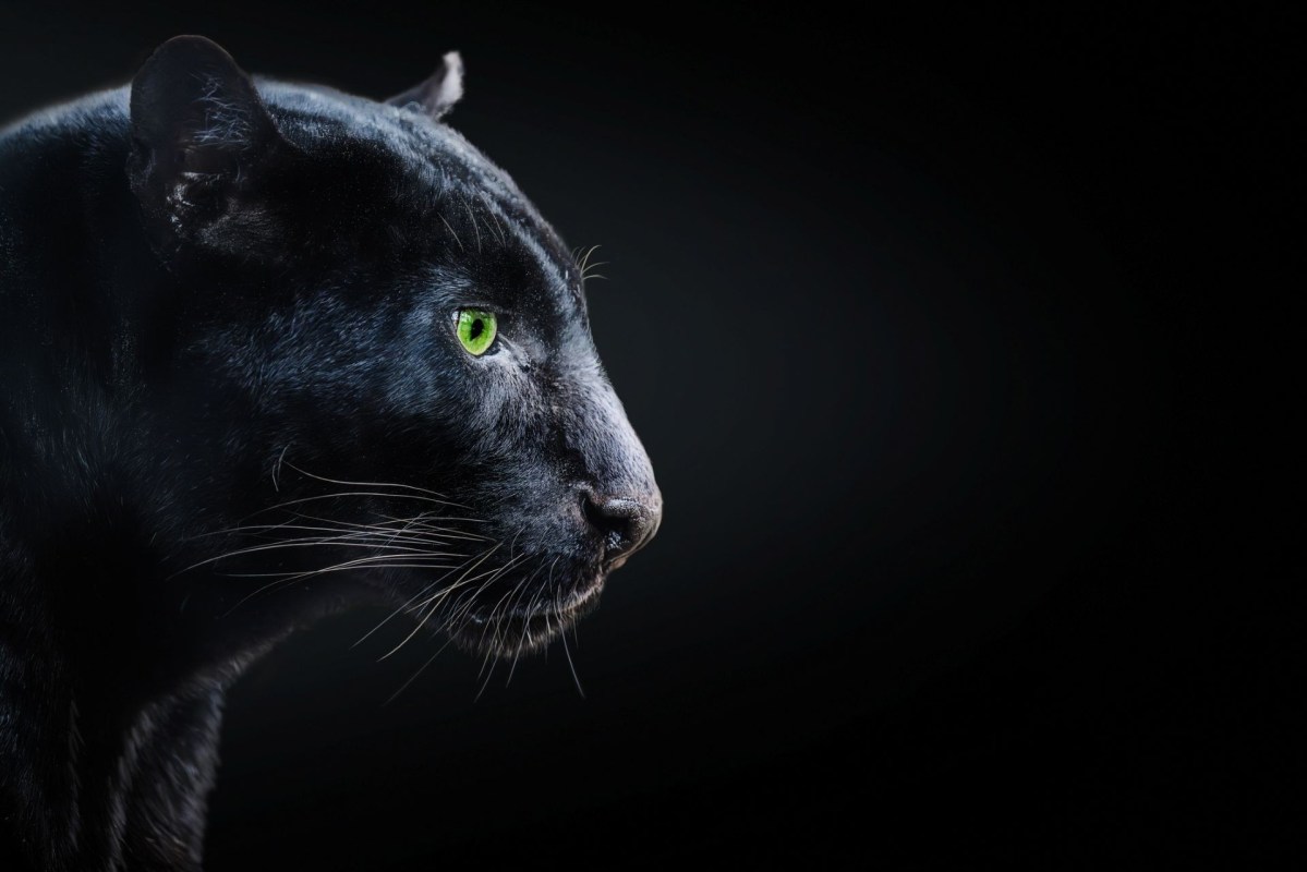 A black panther.