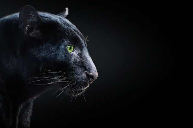 A black panther.
