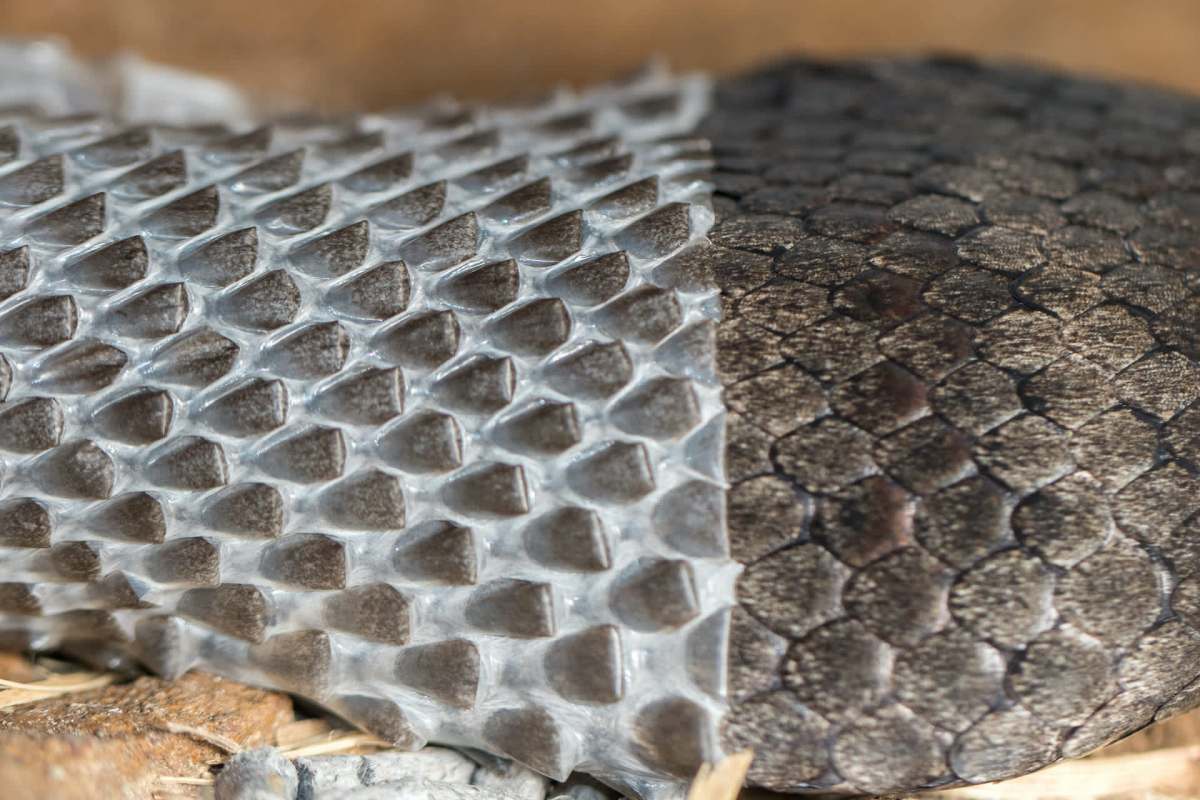 A close-up of a textured snake skin showing the transition between shed and new scales.