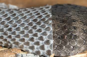 A close-up of a textured snake skin showing the transition between shed and new scales.