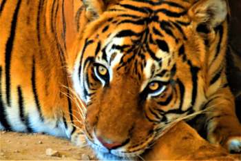 A close-up of a tiger resting, showcasing its striking orange fur and intense gaze.
