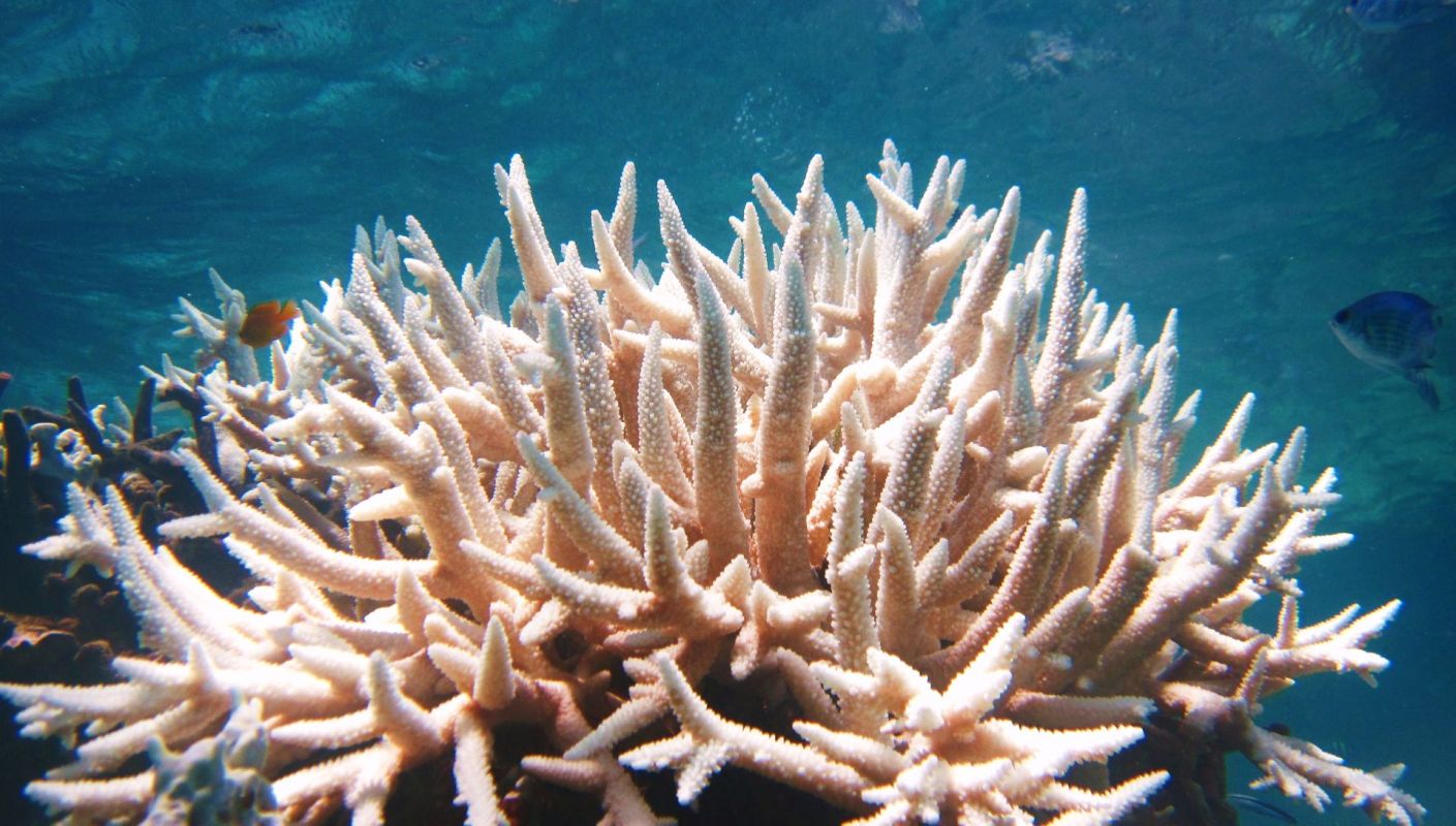 Coral bleaching in Malaysian reef.