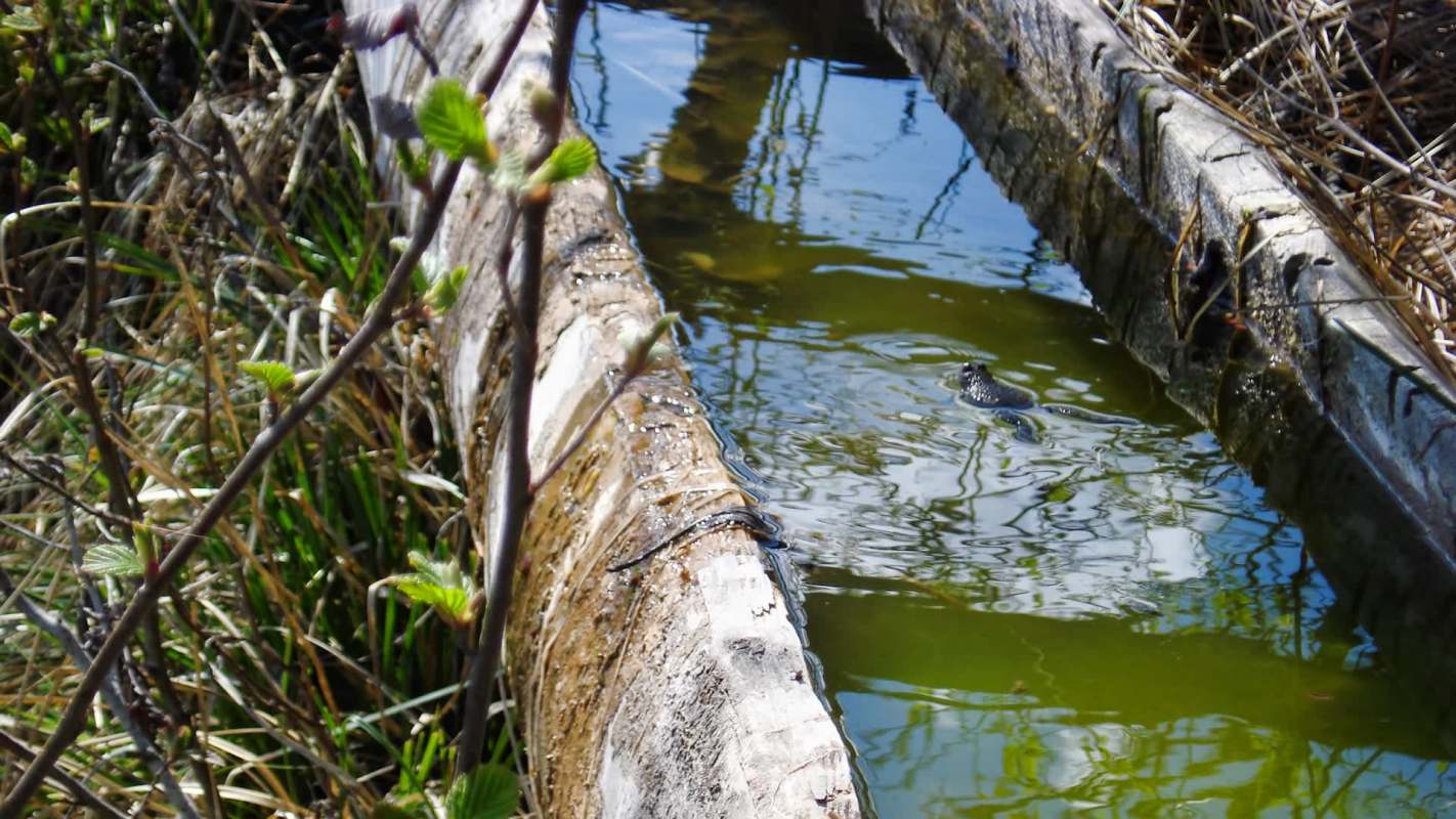 A dark frog resting on water, surrounded by leaves and algae.