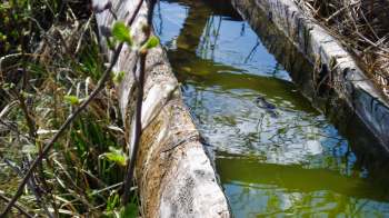 A dark frog resting on water, surrounded by leaves and algae.