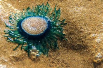 A close-up of a green jellyfish on sandy beach, with water droplets and sunlight glistening around it.