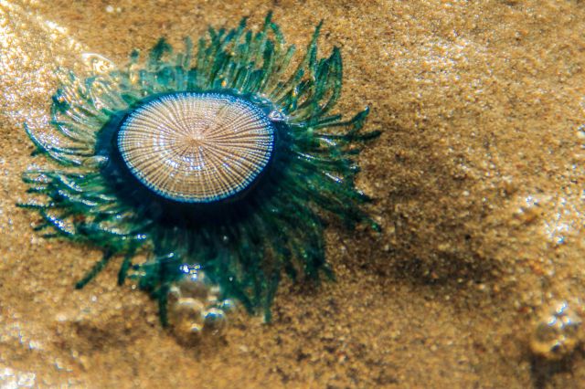 A close-up of a green jellyfish on sandy beach, with water droplets and sunlight glistening around it.