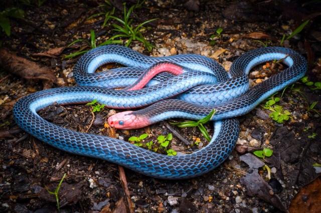 A vibrant blue snake with a red head resting on a leaf-covered ground.