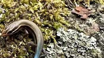 A striped lizard resting on green moss and lichen-covered rocks.