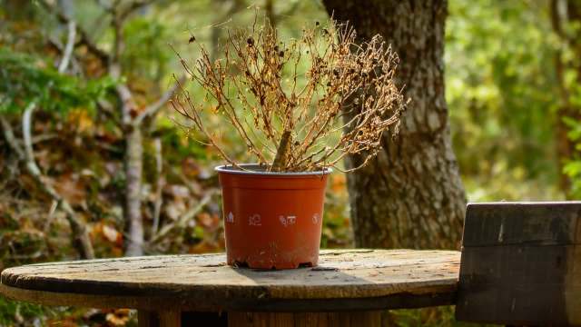 A withered blueberry plant sits on a wooden table in a pot, with a blurred forest in the background.