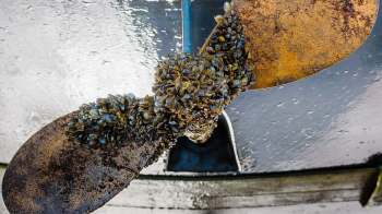 A boat propeller covered in mussels and marine growth, partially submerged in water.