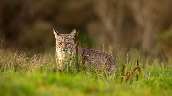 A bobcat sitting among tall grass, with attentive eyes and perked ears.
