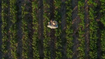 An aerial view of a farmer in a straw hat working in rows of lush soybean crops.