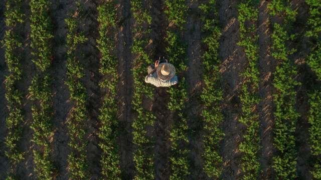 An aerial view of a farmer in a straw hat working in rows of lush soybean crops.