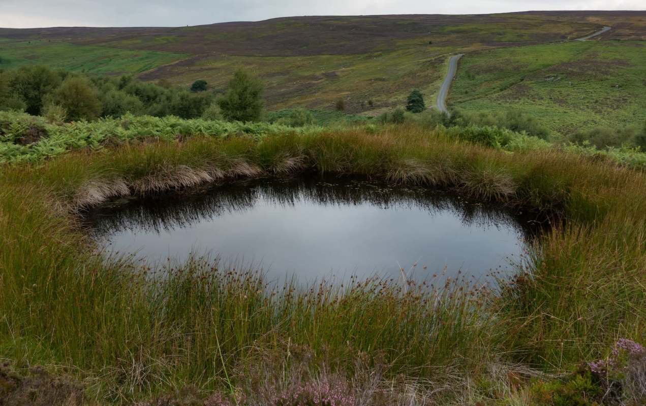 A tranquil pond surrounded by lush greenery and rolling hills under a cloudy sky.