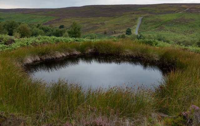 A tranquil pond surrounded by lush greenery and rolling hills under a cloudy sky.