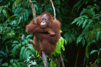 An orangutan sits on a tree branch, surrounded by lush green foliage in a forest.