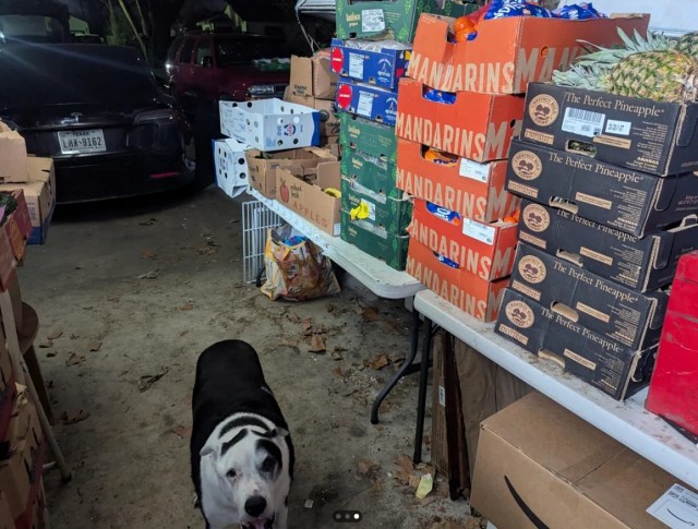 Boxes of produce on tables, with a dog on the ground below. 