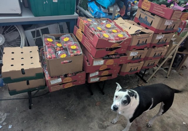 Boxes of fresh produce stacked up, with a black and white dog in front of them.
