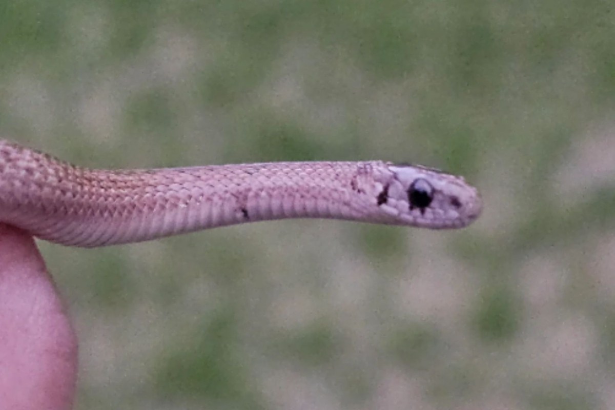 A close-up of a slender snake held between fingers against a blurred green background.