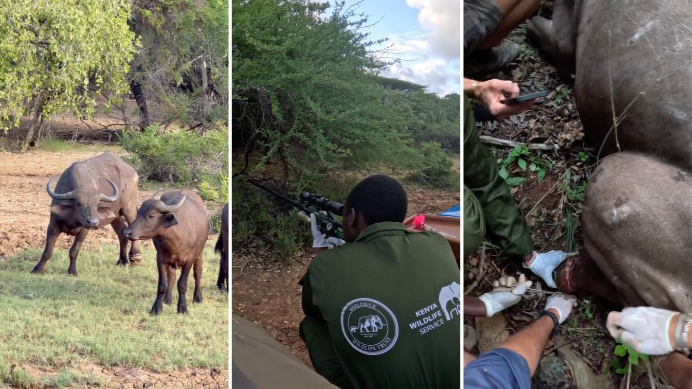 A wildlife conservation scene showing buffalo, a team member preparing a tranquilizer rifle, and a medical procedure on an animal.