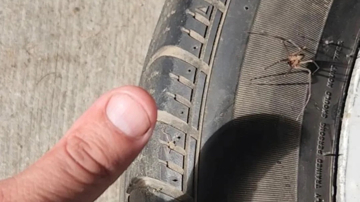A finger pointing at a spider on the tread of a dirty tire.