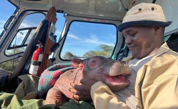 A man in a helicopter holds a smiling baby hippo wrapped in a blanket, enjoying a sunny day.
