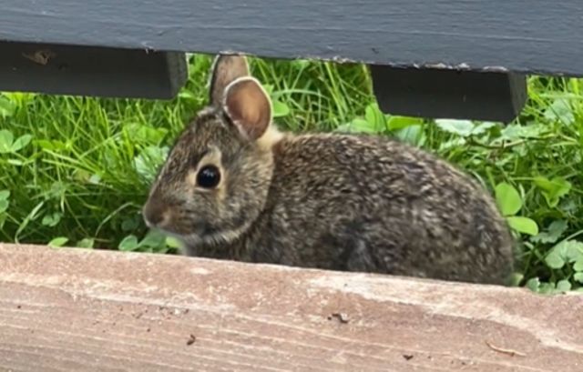 A small rabbit sits on green grass, partially hidden behind a wooden barrier.