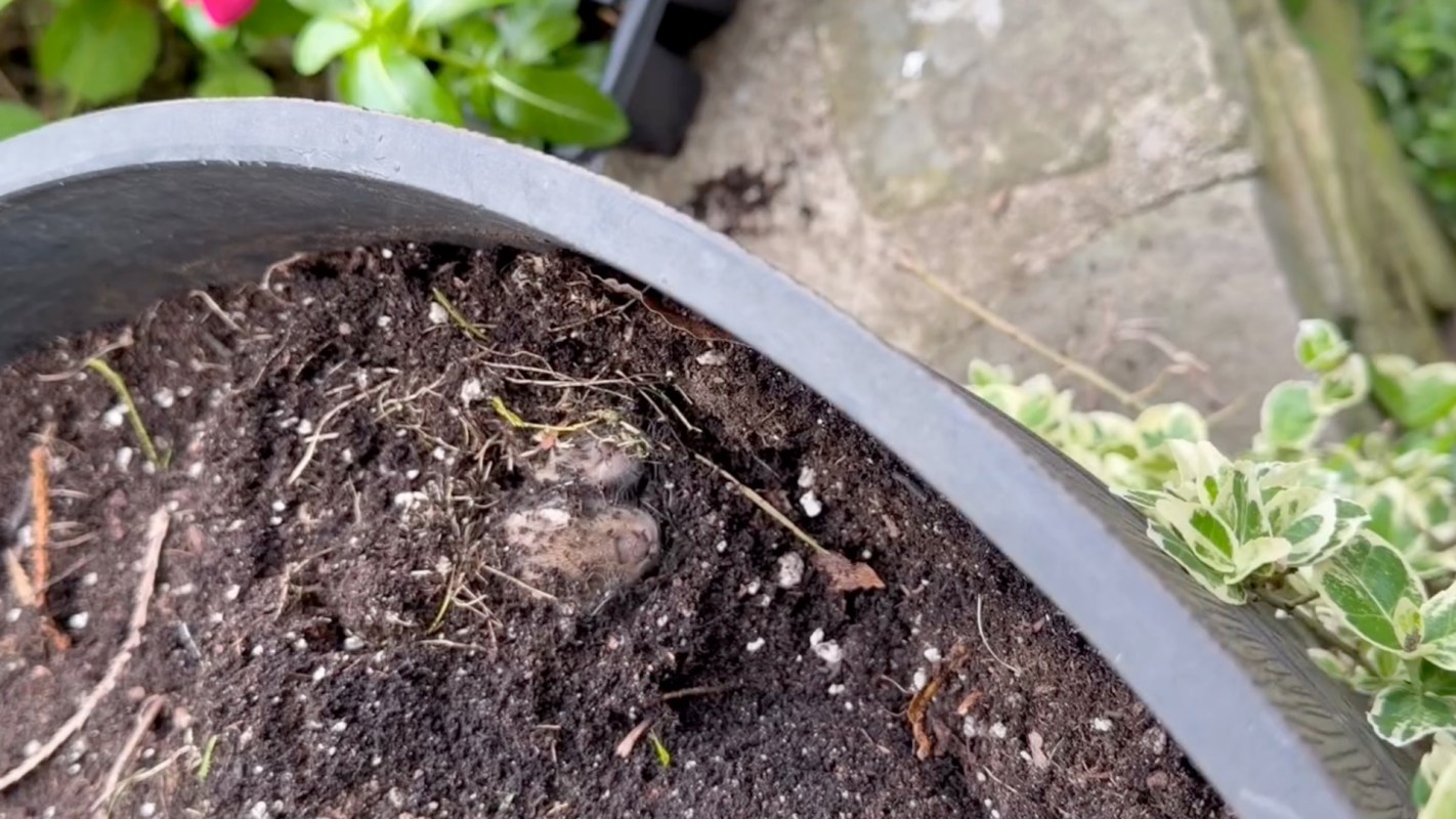 A pot of soil with a rabbit nest.