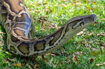 A close-up of a patterned python resting on green grass surrounded by scattered leaves.