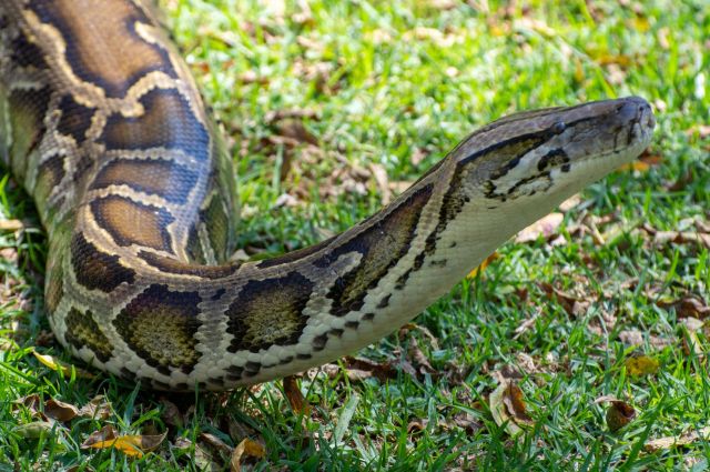 A close-up of a patterned python resting on green grass surrounded by scattered leaves.