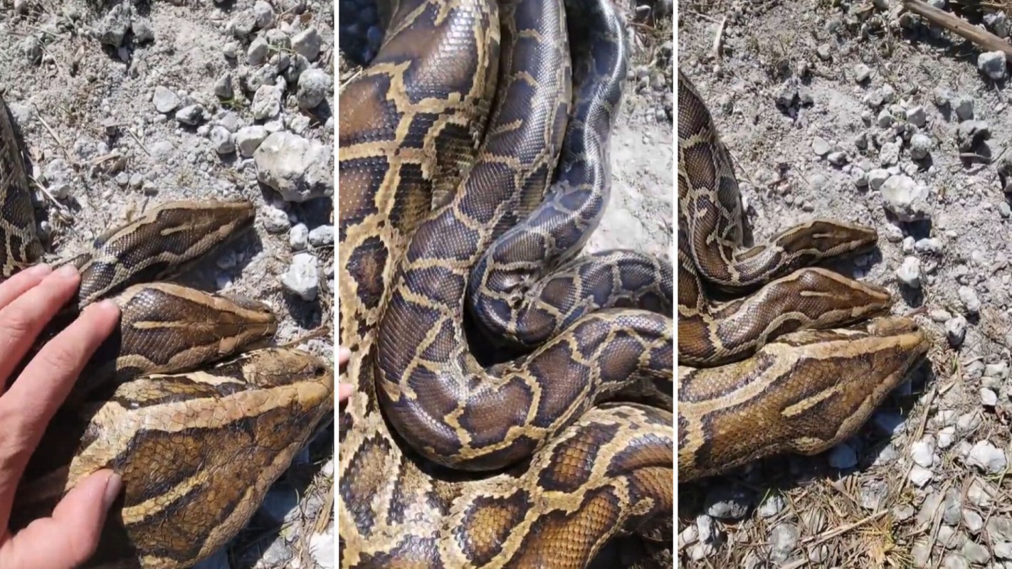 A close-up of three intertwined pythons resting on a gravel surface with a hand gently touching one.