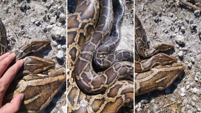 A close-up of three intertwined pythons resting on a gravel surface with a hand gently touching one.