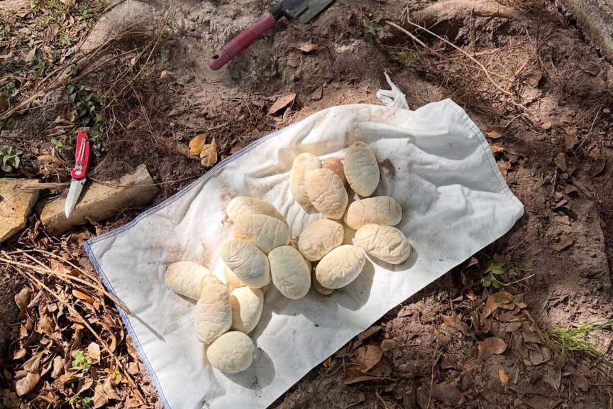 Snake eggs resting on a white cloth, surrounded by foliage and dirt.