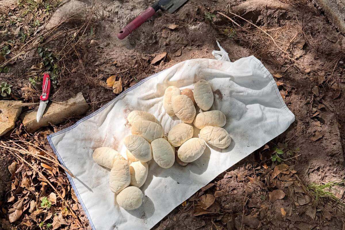 Snake eggs resting on a white cloth, surrounded by foliage and dirt.