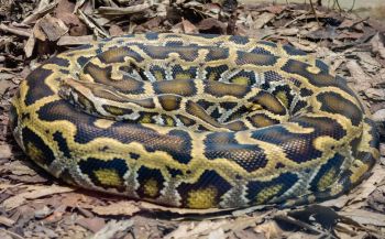 A Burmese python coiled up.