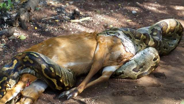 A large python constrictor is wrapping around the body of a deer in a forested area.