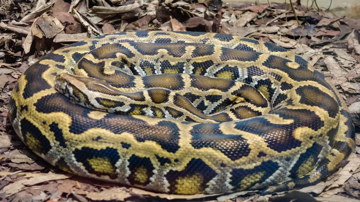 A brightly patterned Burmese python curled up on dry leaves in a natural setting.