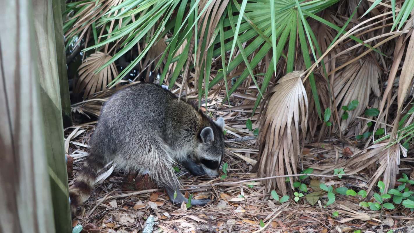 A raccoon forages among dry leaves and green plants in a natural setting.