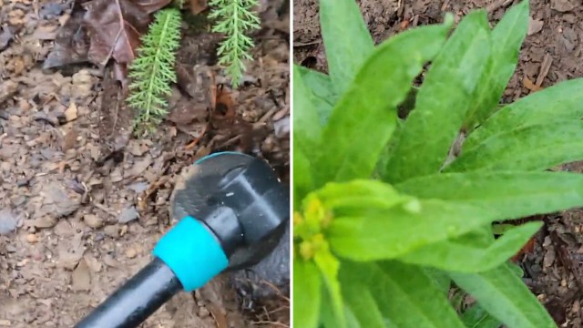 A close-up of green leaves alongside a black garden hose attachment situated in soil and mulch.