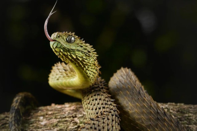 A green snake with textured scales and a forked tongue resting on a branch.