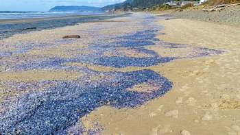 A sandy beach covered with a vibrant purple-blue layer of Velella velella, with waves in the background.