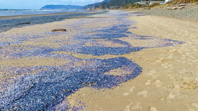 A beach covered with vibrant by-the-wind sailors.